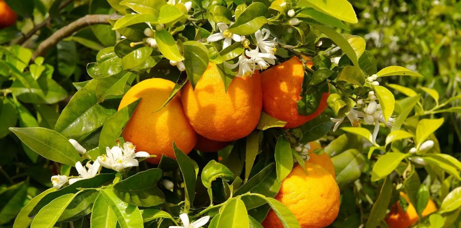 Nhà giàu thích trồng 5 cây cảnh phong thủy có hương hoa cực phẩm, giúp thu hút may mắn, tài lộc- Ảnh 5.
