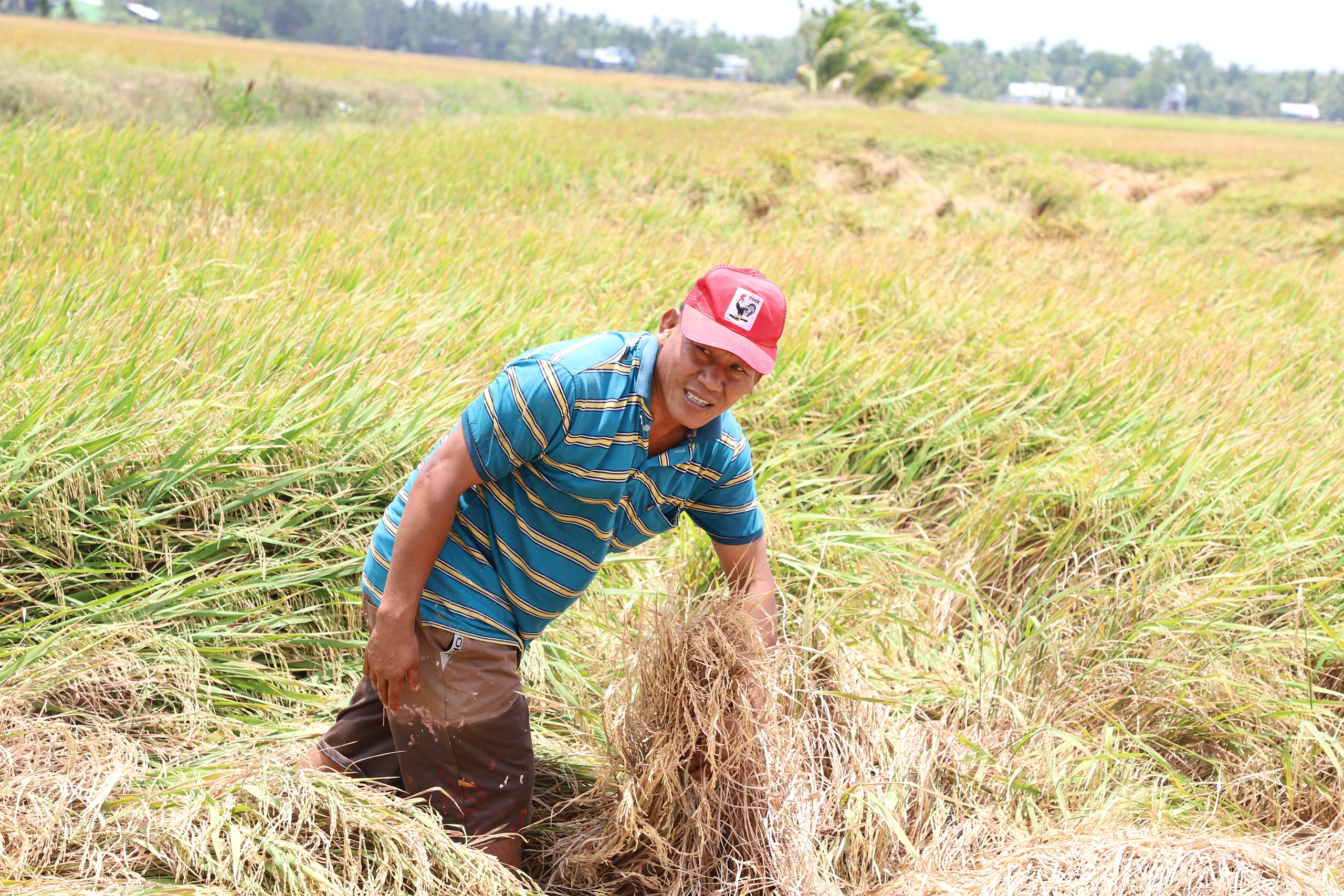 “Xé rào” xuống giống vụ đông xuân muộn, nông dân một huyện ở Sóc Trăng thiệt hại 1.000ha lúa- Ảnh 1.