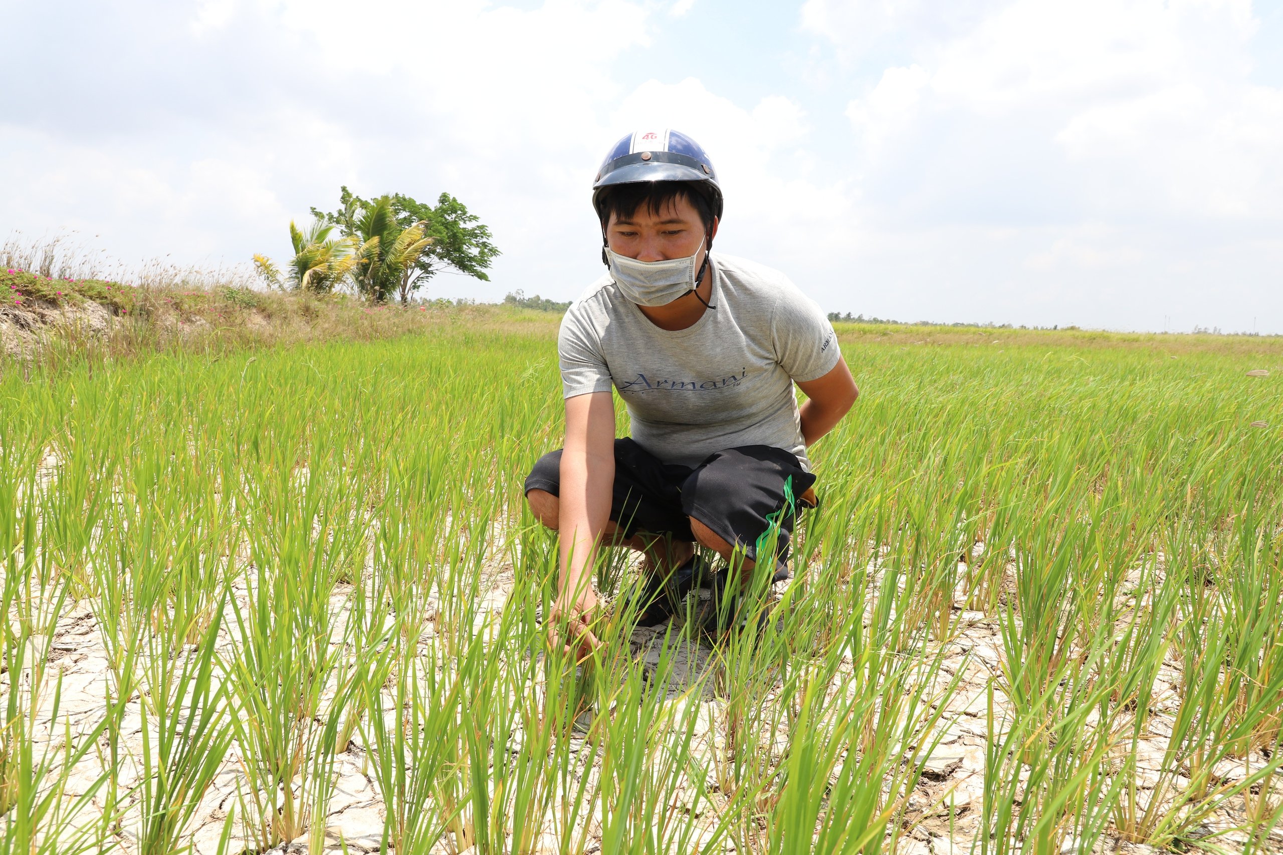 “Xé rào” xuống giống vụ đông xuân muộn, nông dân một huyện ở Sóc Trăng thiệt hại 1.000ha lúa- Ảnh 3.