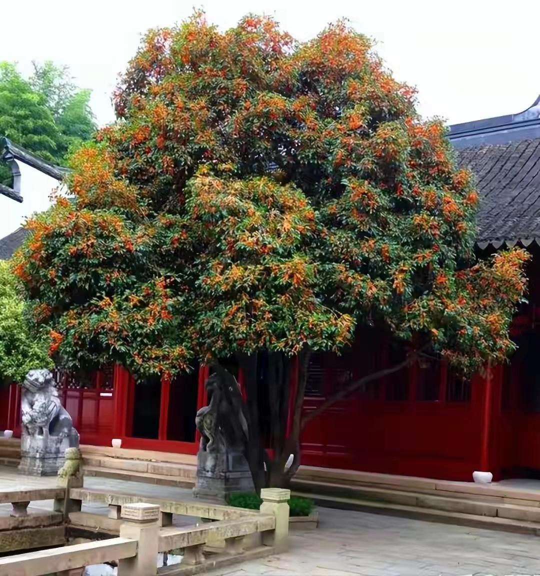 Nhà giàu thích trồng 5 cây cảnh phong thủy có hương hoa cực phẩm, giúp thu hút may mắn, tài lộc- Ảnh 1.