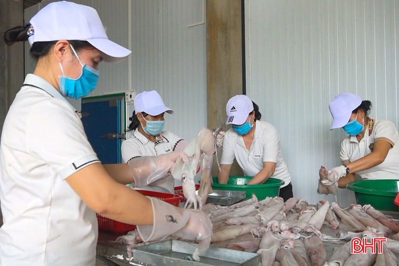 Tiếng lành đồn xa, đi cả trăm km đến Hà Tĩnh để thưởng thức loại hải sản mà hiếm nơi nào có được- Ảnh 2.