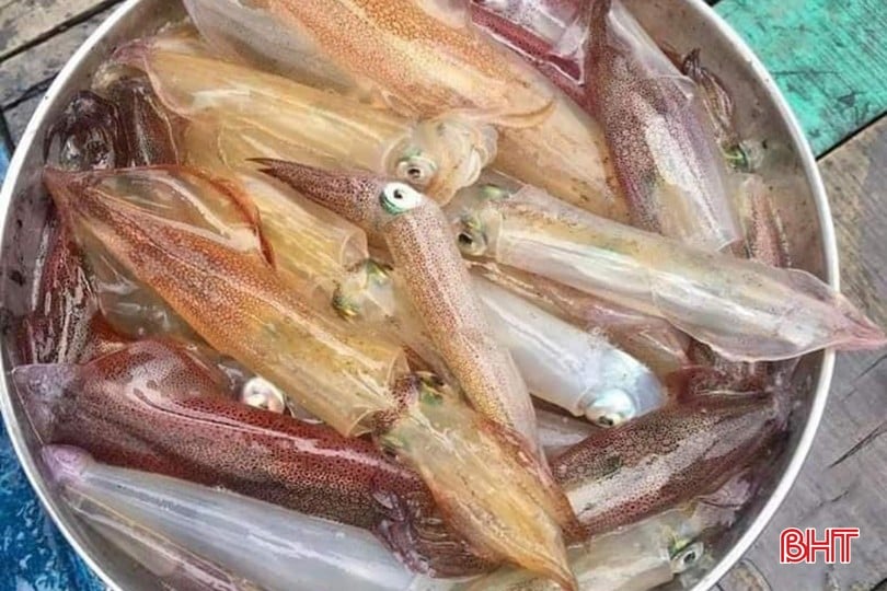 Tiếng lành đồn xa, đi cả trăm km đến Hà Tĩnh để thưởng thức loại hải sản mà hiếm nơi nào có được- Ảnh 1.