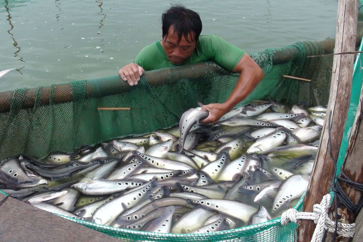 Cùng họ cá rồng nhưng số phận hẩm hiu, chỉ để lợn ăn; dân quê dùng 1 chiêu, người thành phố 'phát cuồng'- Ảnh 1. Cùng họ cá rồng nhưng số phận hẩm hiu, chỉ để lợn ăn; dân quê dùng 1 chiêu, người thành phố 'phát cuồng'- Ảnh 1.