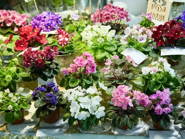 Cây cảnh nhỏ nhắn và quyến rũ, vẻ đẹp của tình yêu vĩnh cửu, tạo năng lượng tích cực cho gia đình- Ảnh 15.