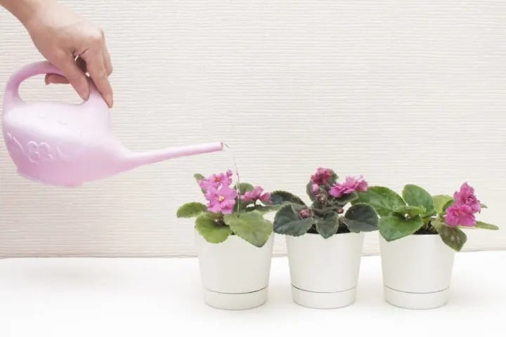 Cây cảnh nhỏ nhắn và quyến rũ, vẻ đẹp của tình yêu vĩnh cửu, tạo năng lượng tích cực cho gia đình- Ảnh 8.