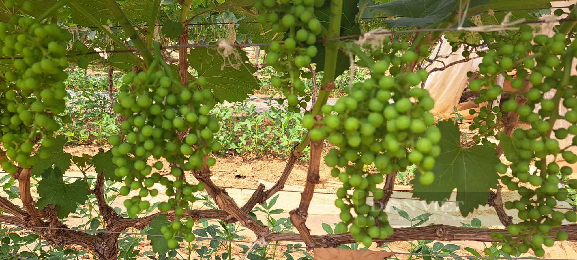 Trồng nho ở Sơn La kiểu gì mà vô vườn nhìn đâu cũng thấy trái, hái 150ha, nông dân "bỏ túi" bộn tiền- Ảnh 2.