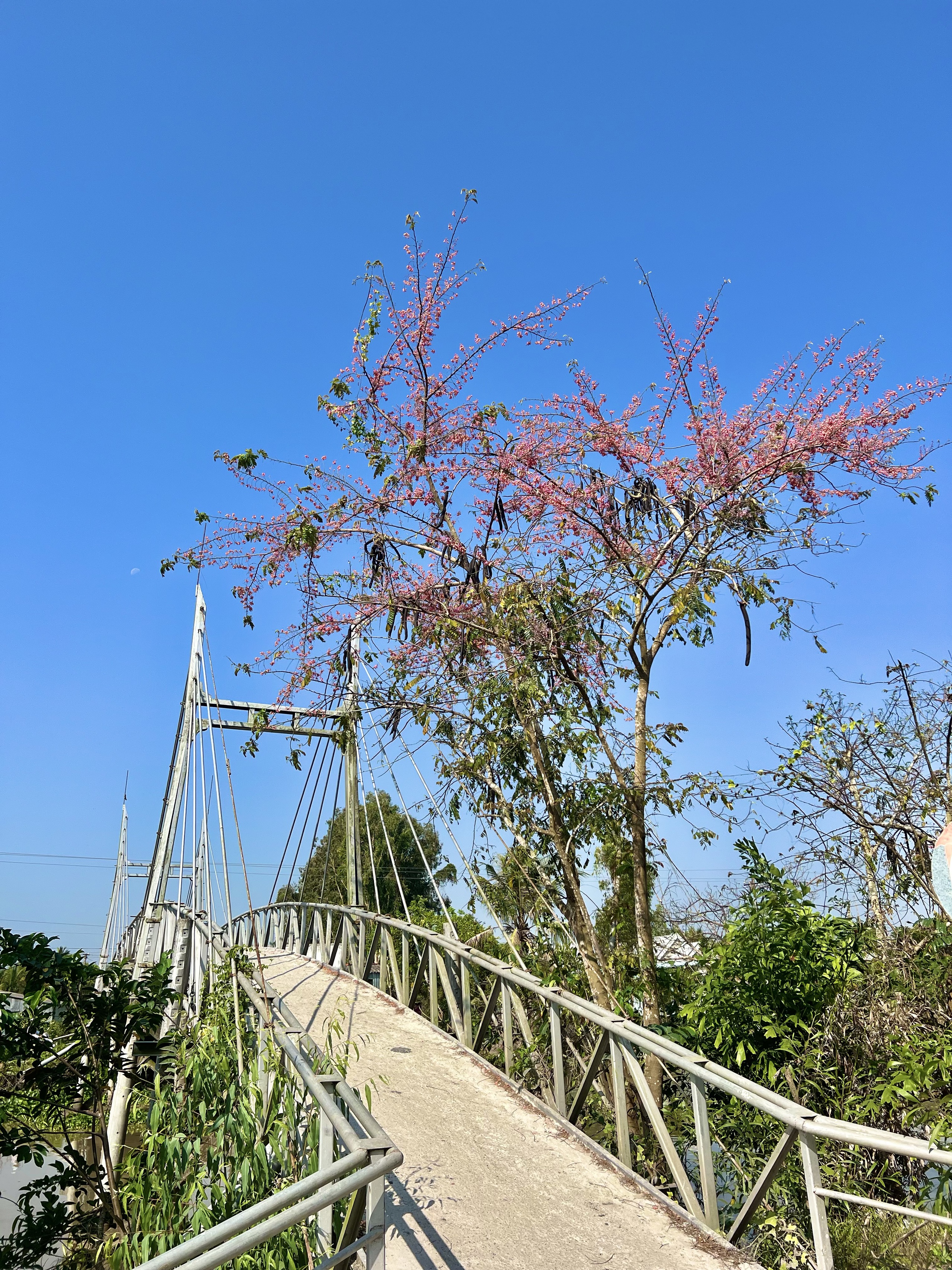 Kể chuyện làng: Ô môi, quà của tuổi thơ- Ảnh 2.