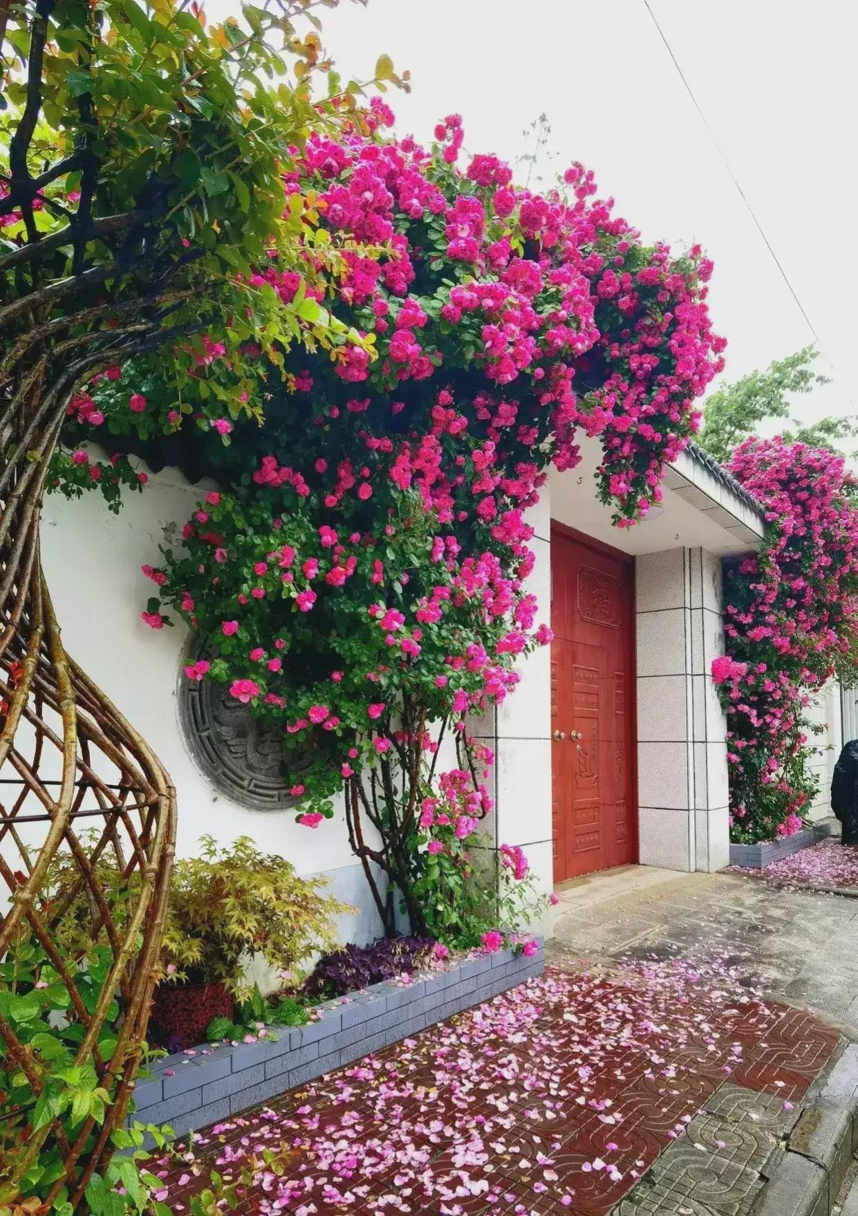 Thắp sáng sân nhà bằng cây cảnh lãng mạn nhất thế giới, gia đình thịnh vượng, Thần Tài ghé thăm- Ảnh 7.