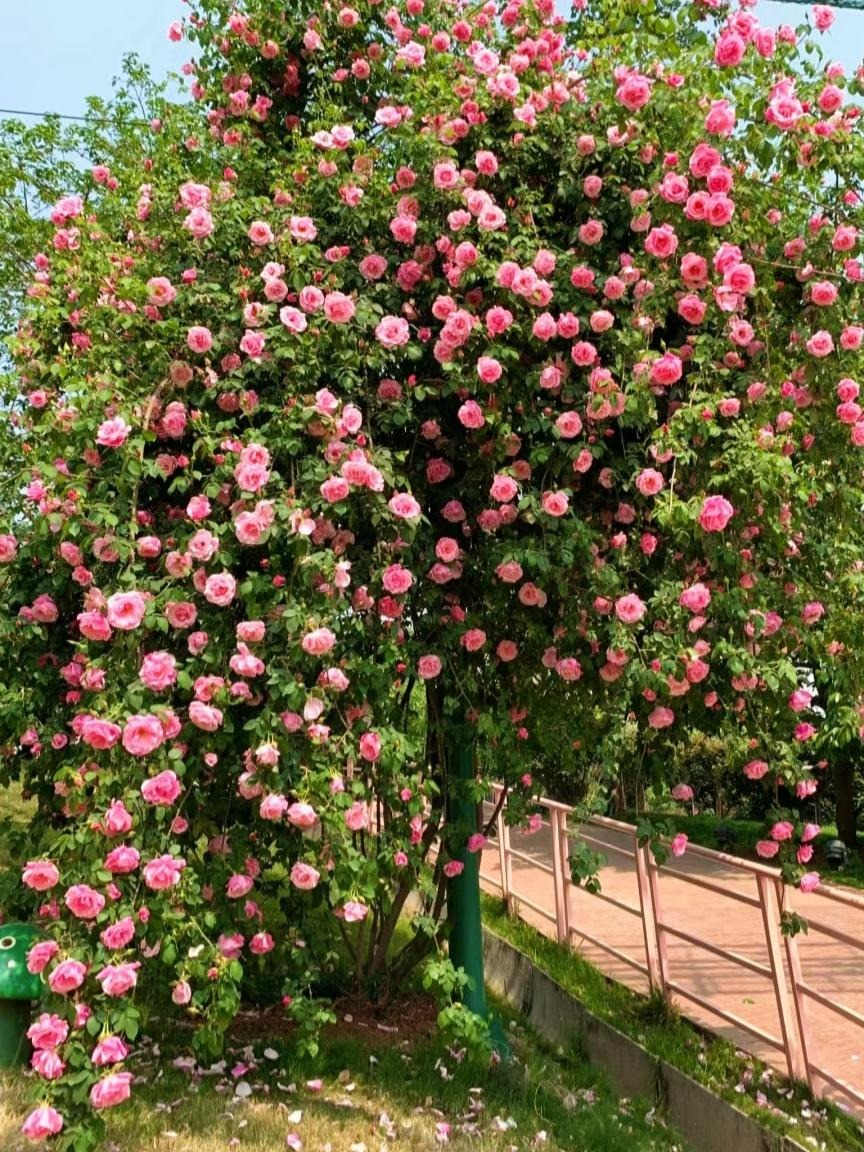 Thắp sáng sân nhà bằng cây cảnh lãng mạn nhất thế giới, gia đình thịnh vượng, Thần Tài ghé thăm- Ảnh 6.