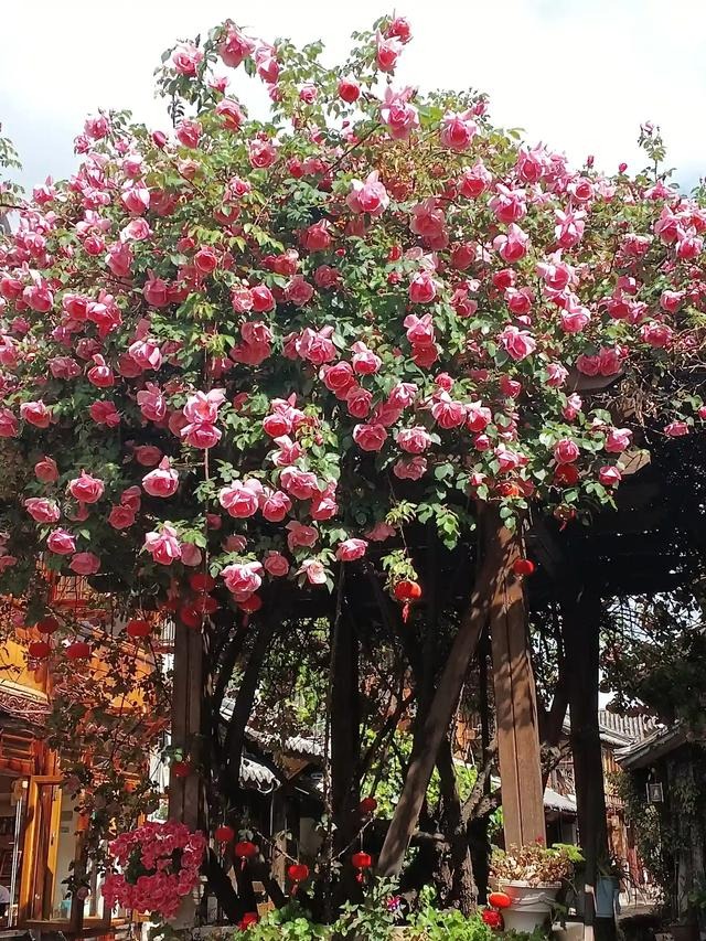Thắp sáng sân nhà bằng cây cảnh lãng mạn nhất thế giới, gia đình thịnh vượng, Thần Tài ghé thăm- Ảnh 12.