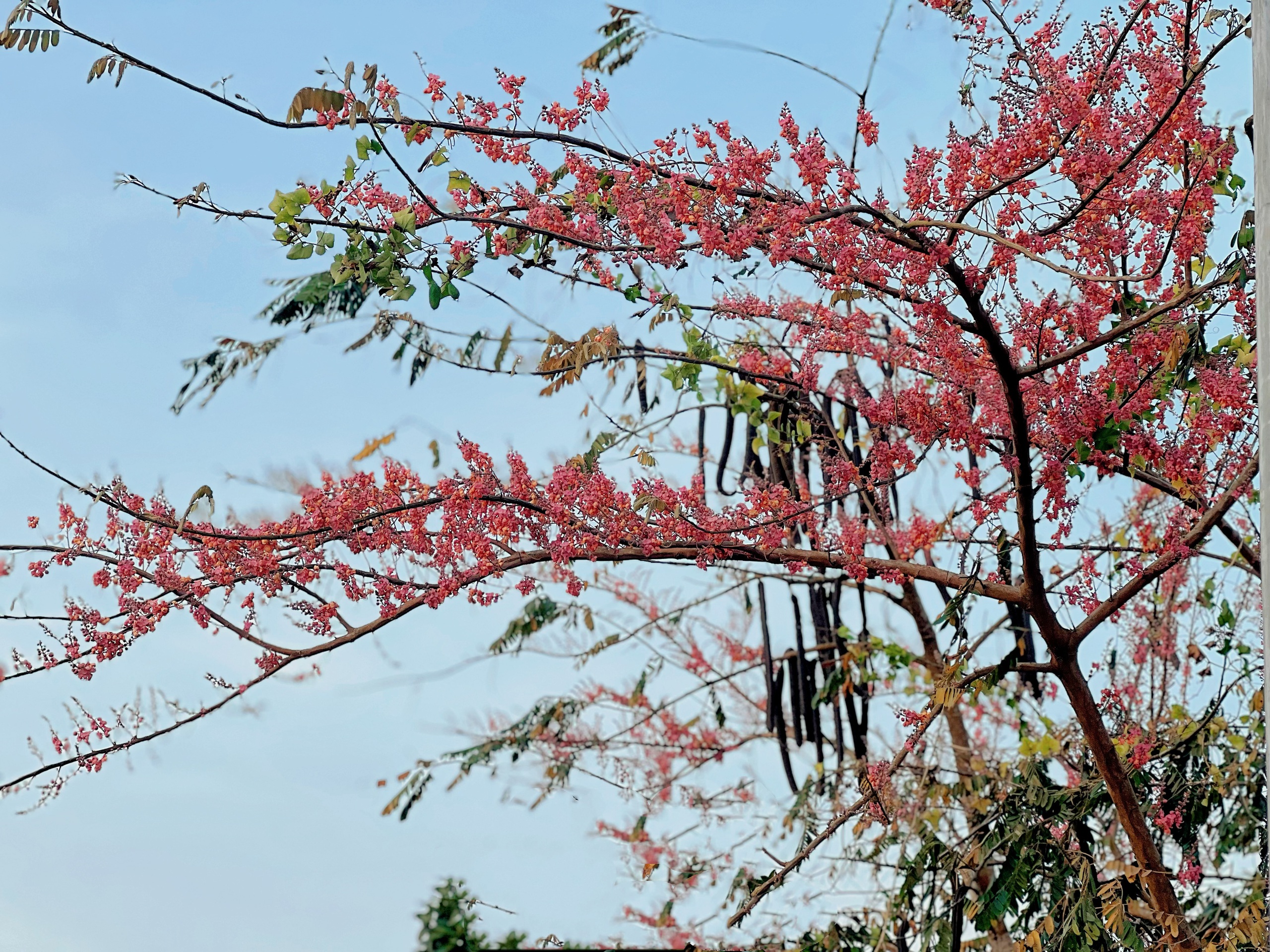 Kể chuyện làng: Ô môi, quà của tuổi thơ- Ảnh 1.
