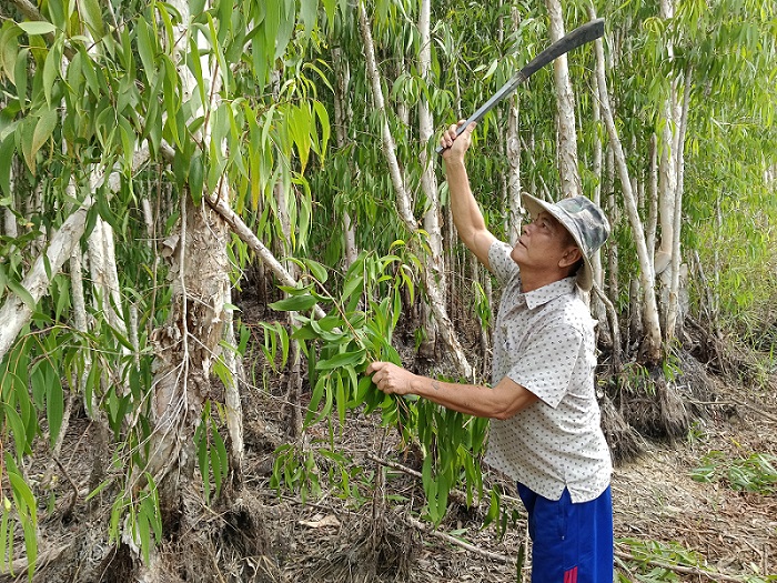 Trồng rừng cây gì mà một ông nông dân Cà Mau thành tỷ phú- Ảnh 1.