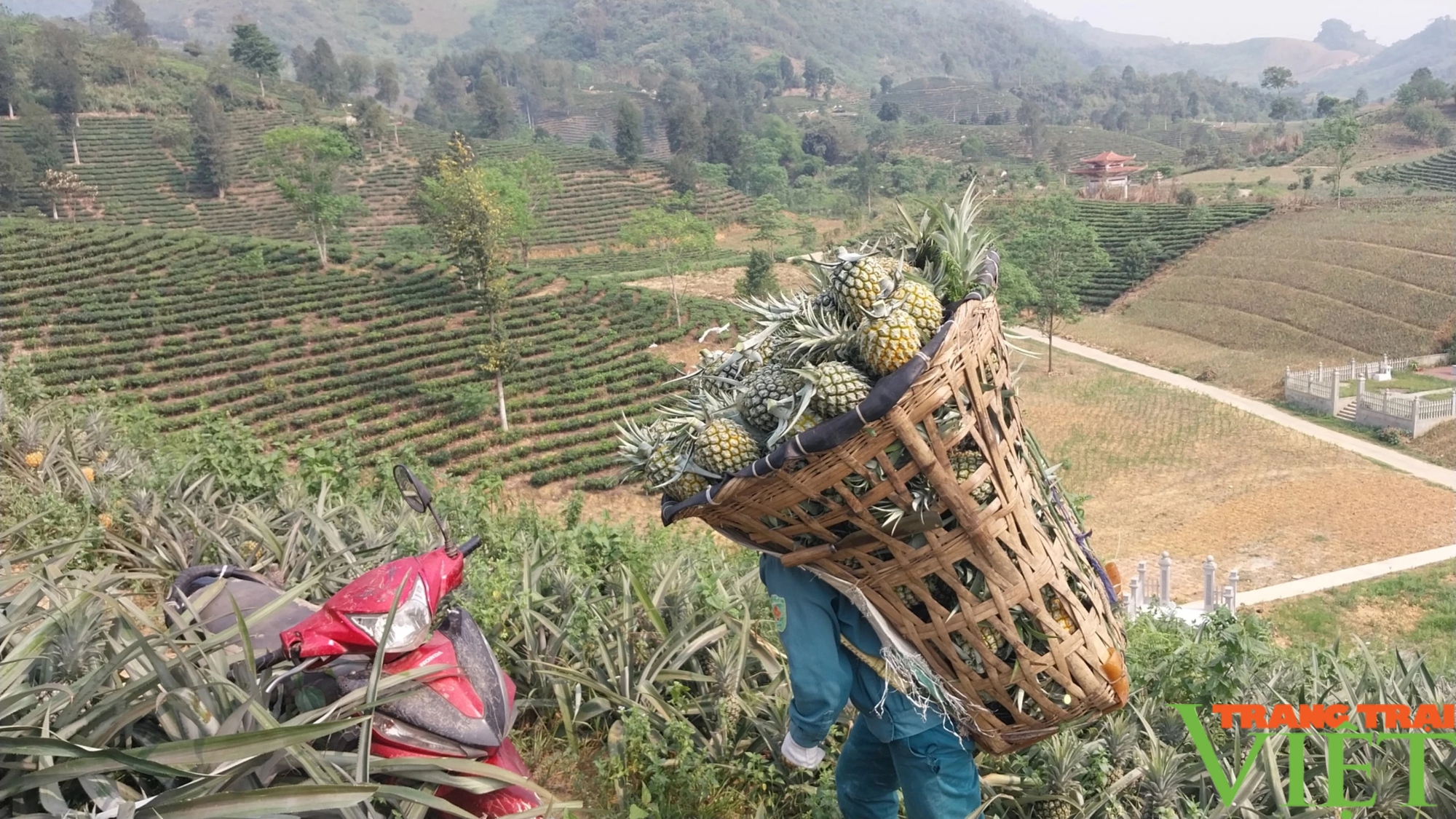 Dứa được giá, nông dân vùng biên Lào Cai phấn khởi- Ảnh 2.