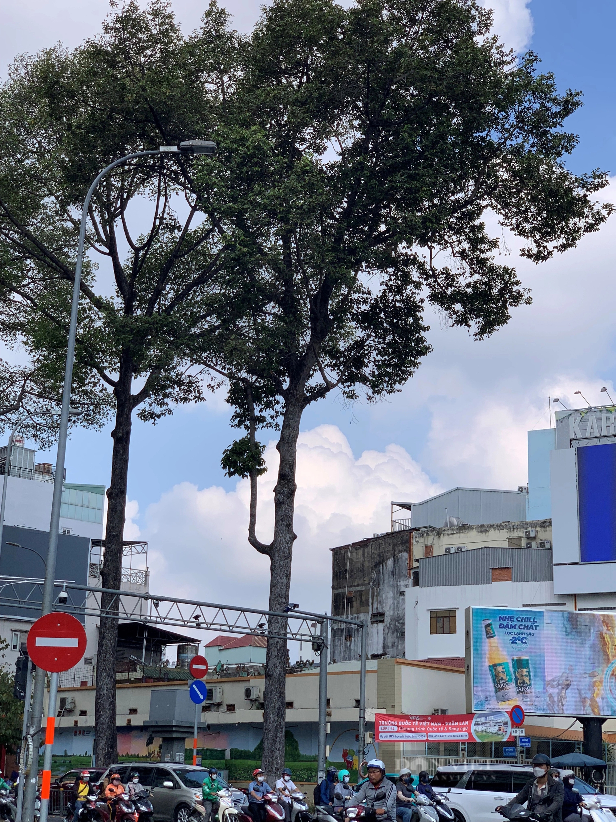 Ngắm hơn 400 cây xanh sắp bị "trảm" để làm Metro số 2- Ảnh 5.