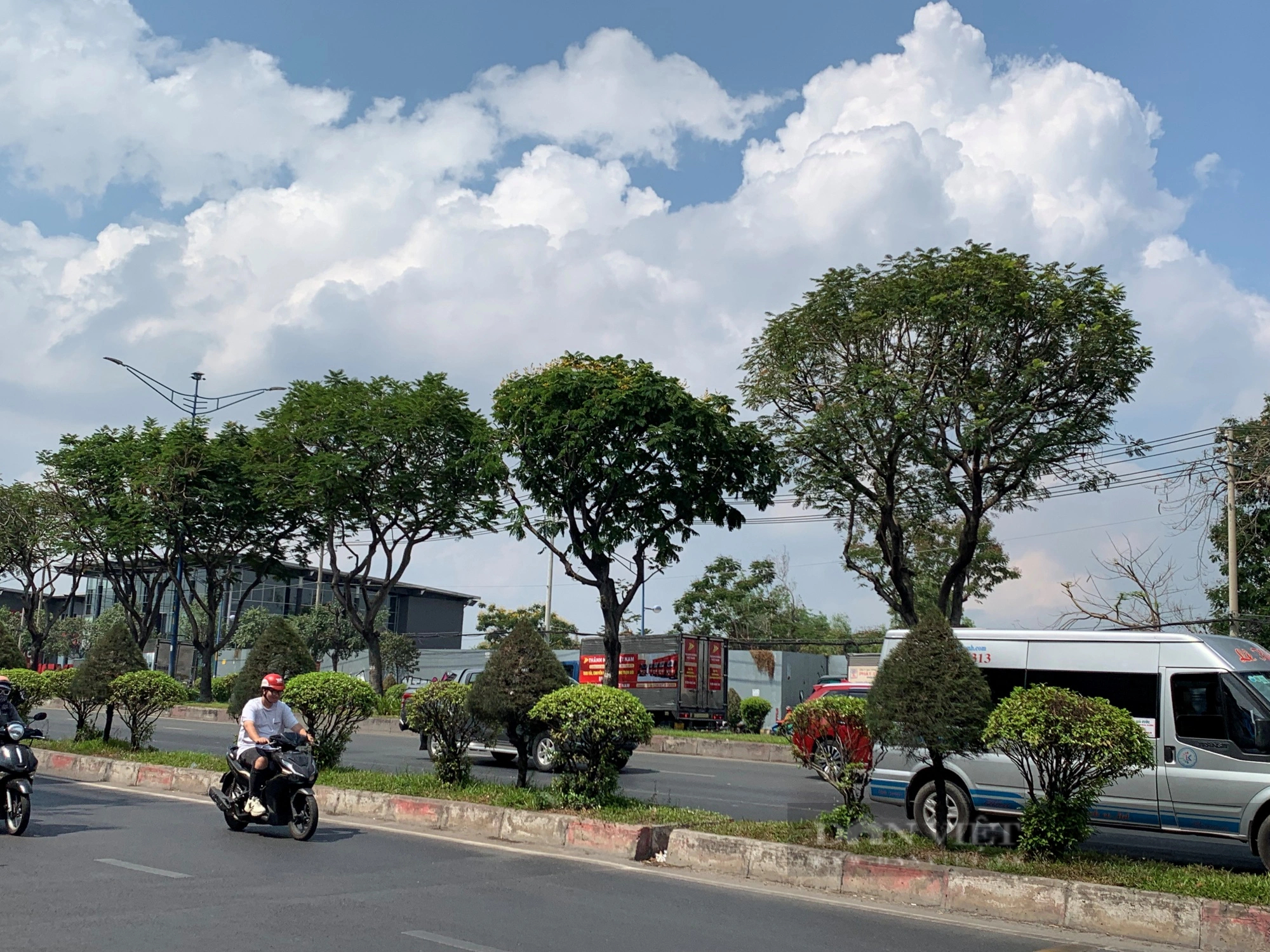 Ngắm hơn 400 cây xanh sắp bị "trảm" để làm Metro số 2- Ảnh 17.