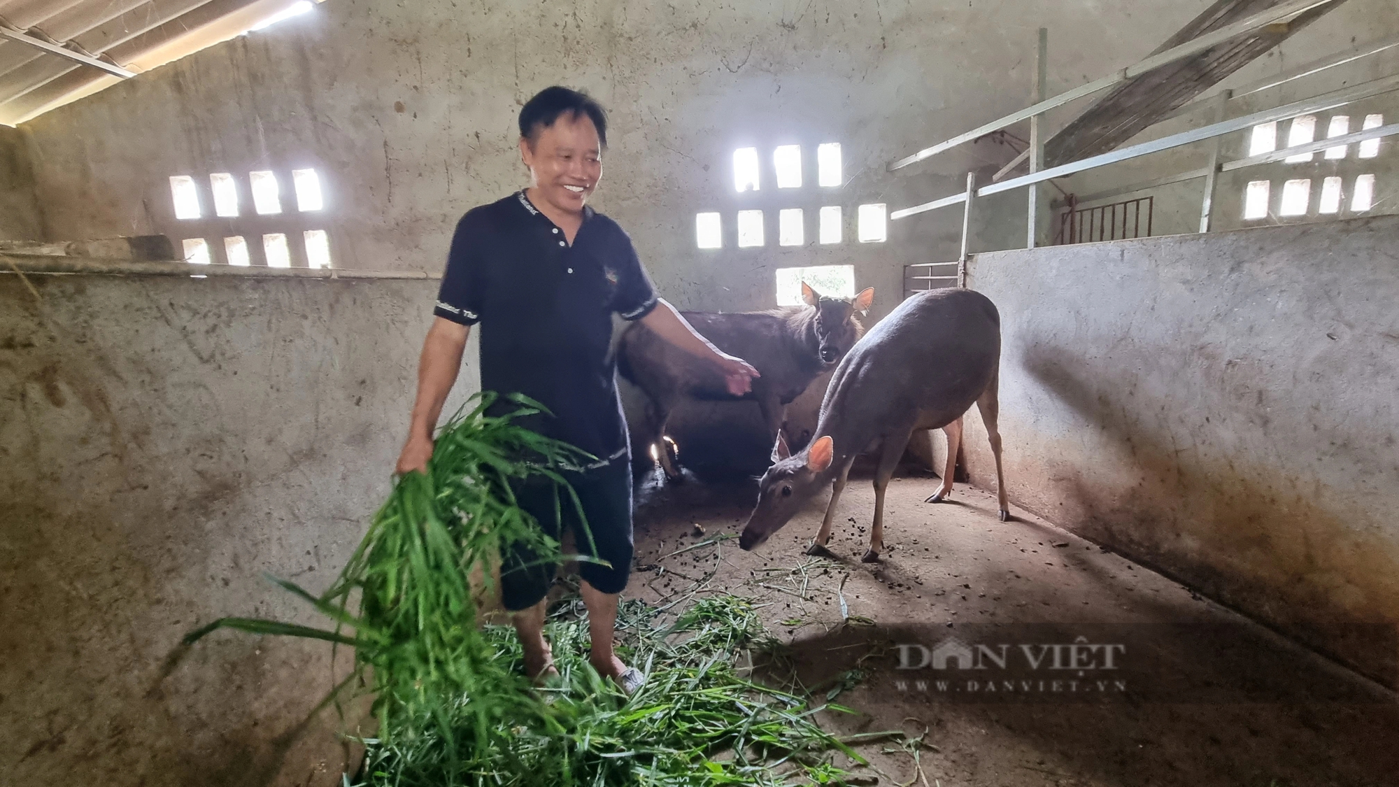 Làm giàu ở nông thôn, nơi này của Hòa Bình lợn rừng chạy hàng đàn, có ông chủ là "vua Hoa Quả Sơn"- Ảnh 2.