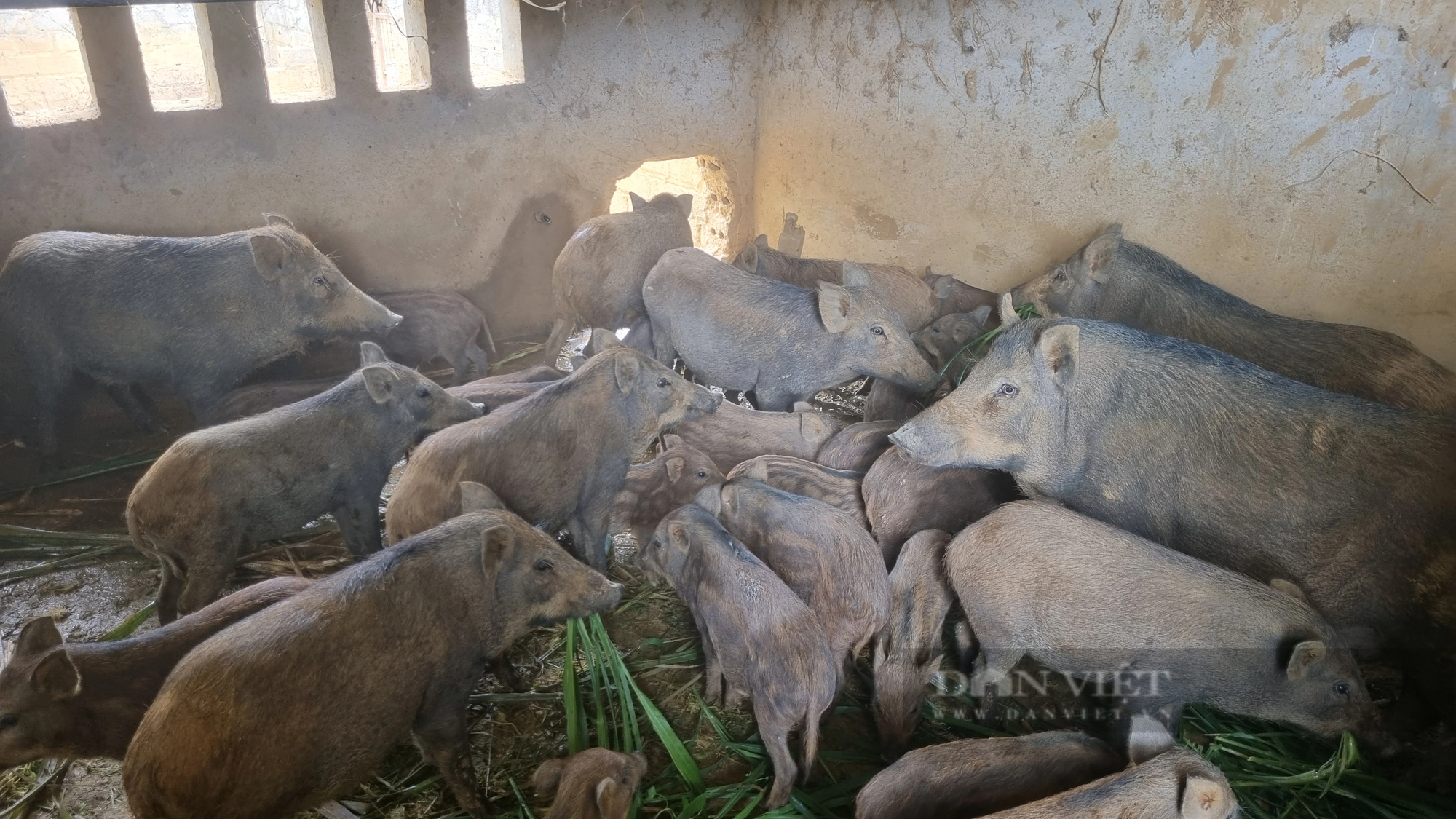 Làm giàu ở nông thôn, nơi này của Hòa Bình lợn rừng chạy hàng đàn, có ông chủ là "vua Hoa Quả Sơn"- Ảnh 6.