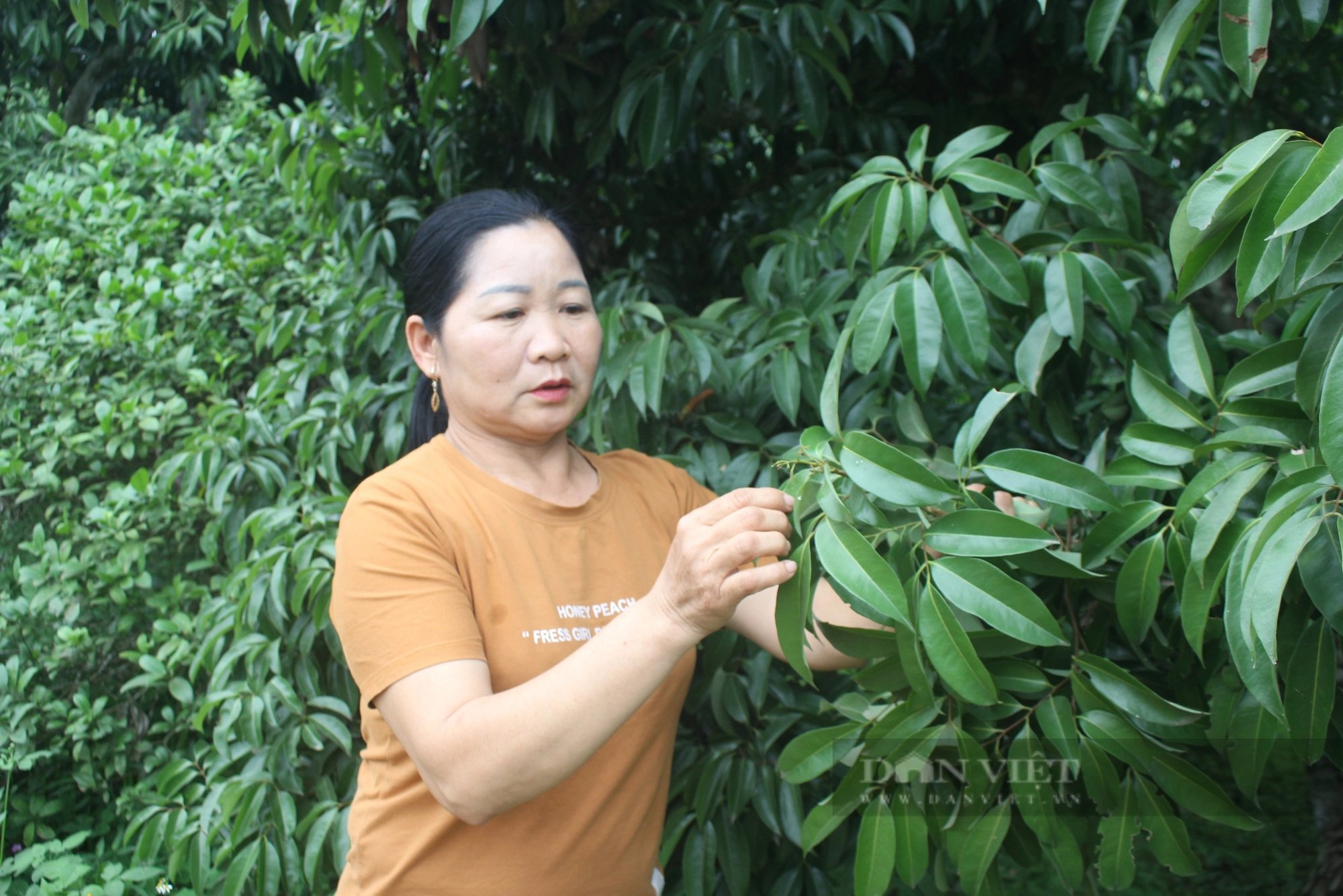 Người dân làm đủ mọi cách nhưng vải thiều vẫn không ra hoa, tỉnh Bắc Giang thất thu 100.000 tấn vải- Ảnh 1.