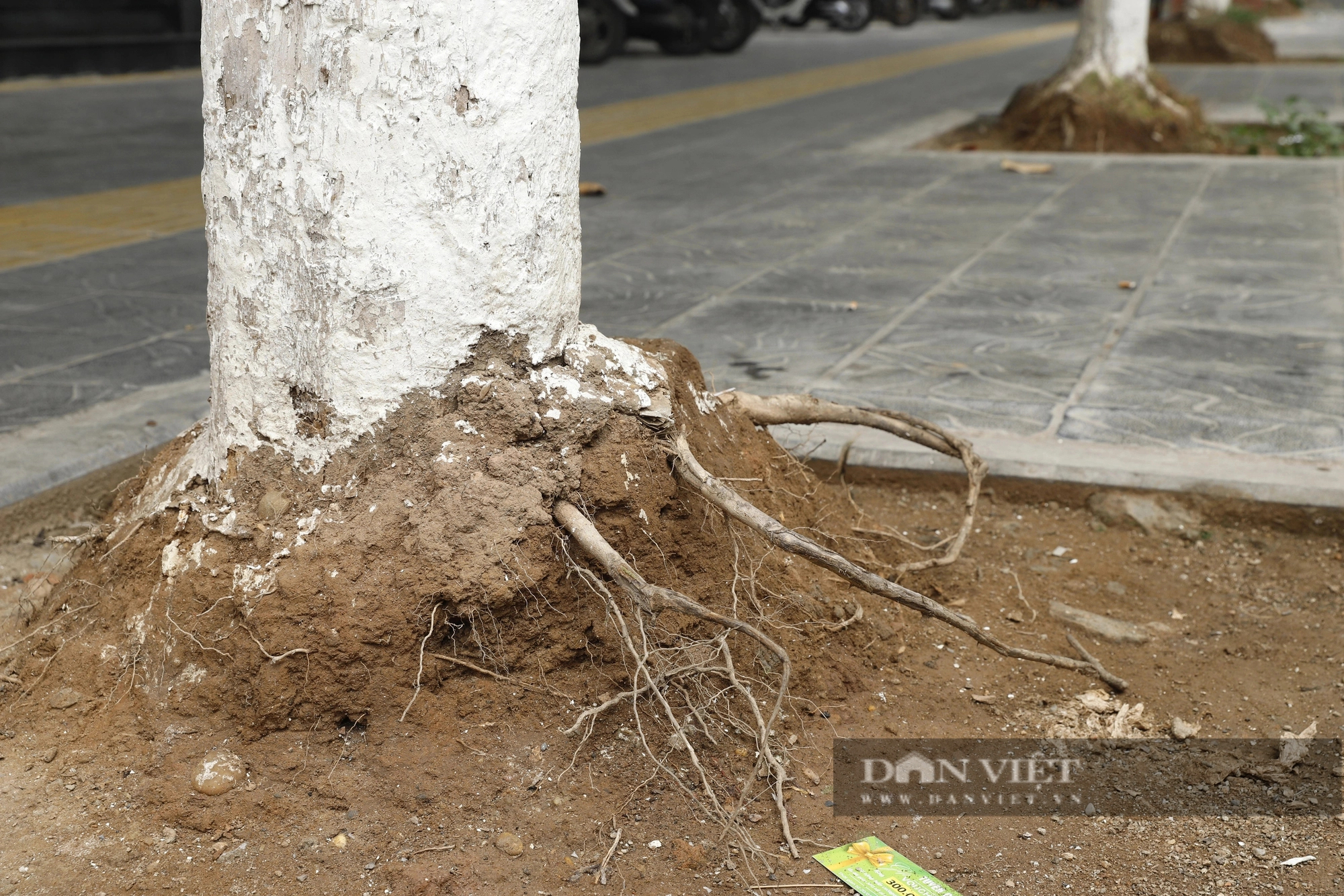 Hàng loạt cây xanh nhô cao rễ sau cải tạo vỉa hè, mùa mưa bão cực kỳ nguy hiểm ở Hà Nội- Ảnh 8.