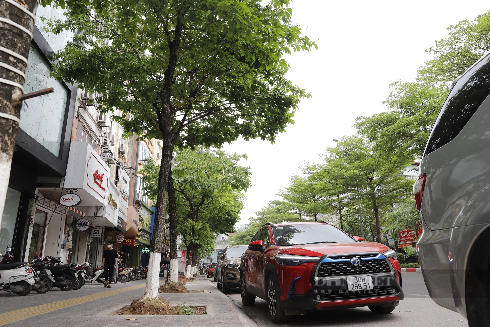 Hàng loạt cây xanh nhô cao rễ sau cải tạo vỉa hè, mùa mưa bão cực kỳ nguy hiểm ở Hà Nội- Ảnh 10.