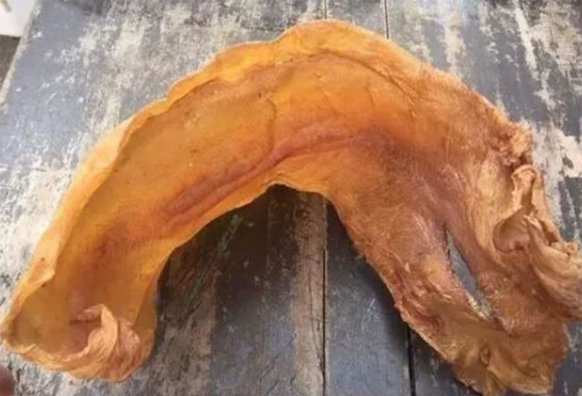 Bộ phận của con cá nhiều người bỏ đi nay thành đặc sản đắt đỏ- Ảnh 3. Bộ phận của con cá nhiều người bỏ đi nay thành đặc sản đắt đỏ- Ảnh 3.