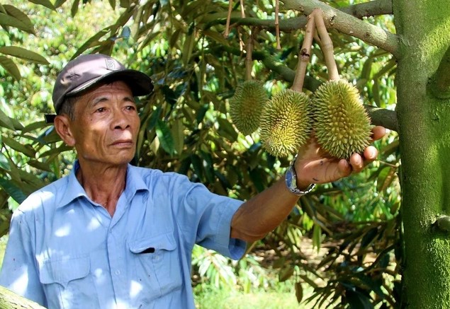 Lão nông U80 kiếm tiền tỷ nhờ trồng cây theo kiểu "chẳng giống ai"- Ảnh 2. Lão nông U80 kiếm tiền tỷ nhờ trồng cây theo kiểu "chẳng giống ai"- Ảnh 2.