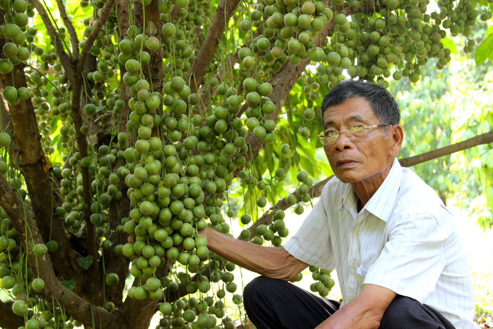 Lão nông U80 kiếm tiền tỷ nhờ trồng cây theo kiểu "chẳng giống ai"- Ảnh 3. Lão nông U80 kiếm tiền tỷ nhờ trồng cây theo kiểu "chẳng giống ai"- Ảnh 3.