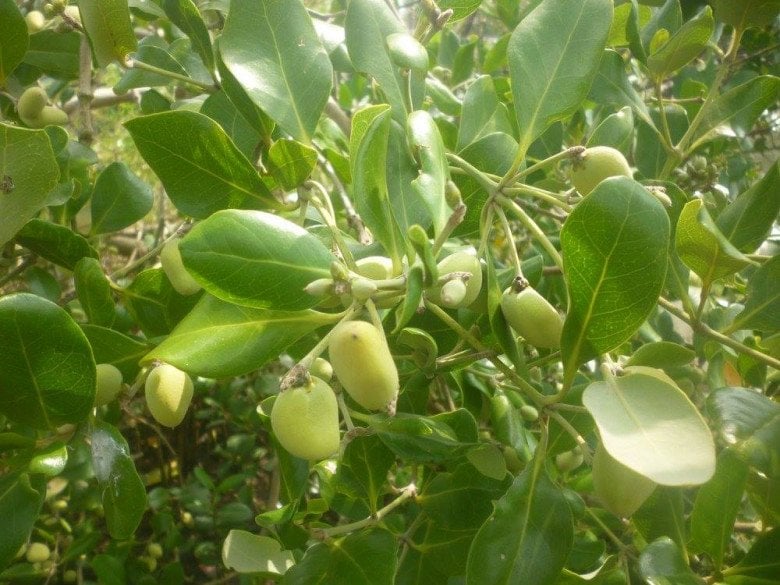 Quả xưa “rụng thối gốc” nay thành đặc sản giá 100.000 đồng/kg- Ảnh 1. Quả xưa “rụng thối gốc” nay thành đặc sản giá 100.000 đồng/kg- Ảnh 1.