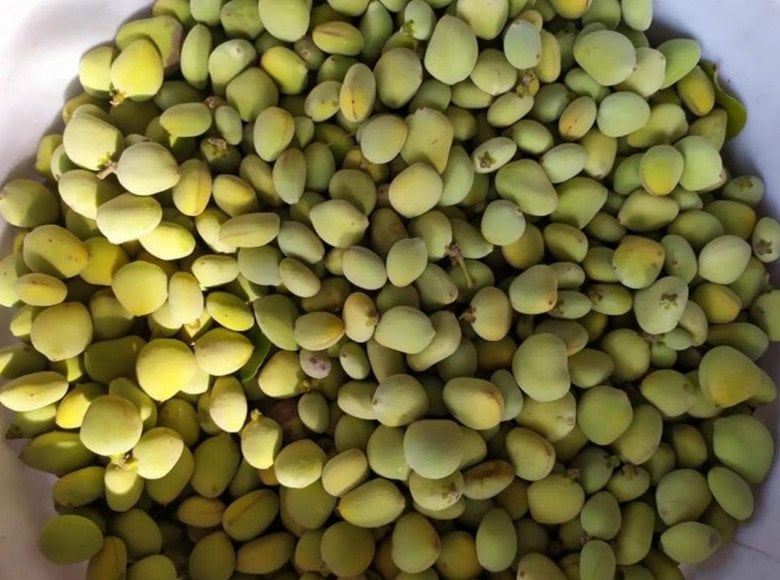 Quả xưa “rụng thối gốc” nay thành đặc sản giá 100.000 đồng/kg- Ảnh 2. Quả xưa “rụng thối gốc” nay thành đặc sản giá 100.000 đồng/kg- Ảnh 2.