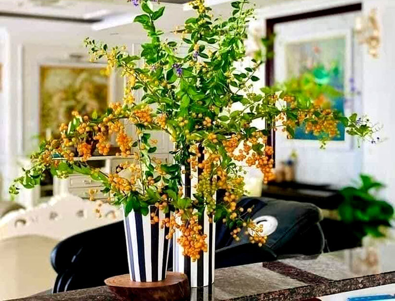 Cây dại mọc bờ rào xưa không ai ngó, nay lên thành phố tha hồ "hốt bạc"- Ảnh 9. Cây dại mọc bờ rào xưa không ai ngó, nay lên thành phố tha hồ "hốt bạc"- Ảnh 9.