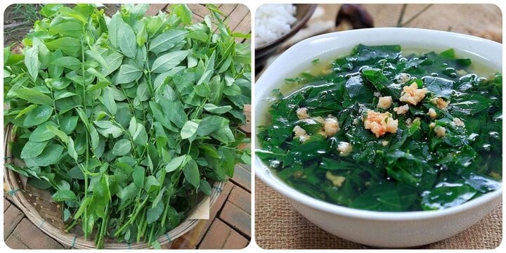 Rau ngót cực bổ dưỡng nhưng 'đại kỵ' với 3 nhóm người này- Ảnh 1. Rau ngót cực bổ dưỡng nhưng 'đại kỵ' với 3 nhóm người này- Ảnh 1.