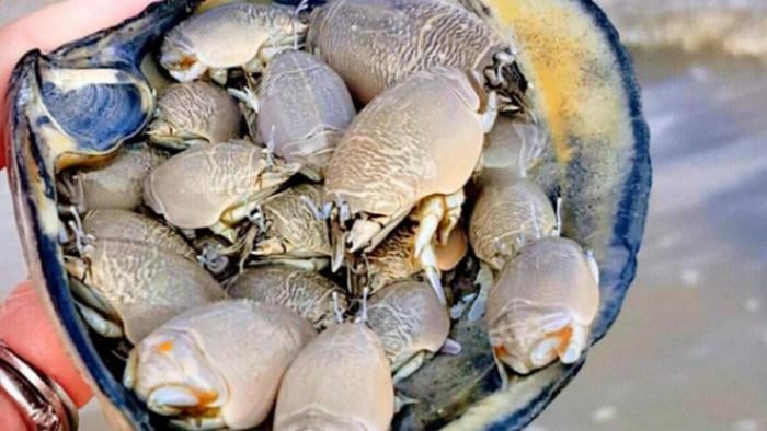 Con đặc sản có tên lạ xưa đầy nay hiếm, to nhất cũng chỉ nhỉnh hơn ngón chân cái, muốn ăn phải tới nơi này- Ảnh 1.