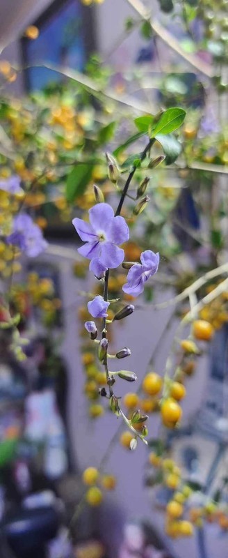 Cây dại mọc bờ rào xưa không ai ngó, nay lên thành phố tha hồ "hốt bạc"- Ảnh 6. Cây dại mọc bờ rào xưa không ai ngó, nay lên thành phố tha hồ "hốt bạc"- Ảnh 6.