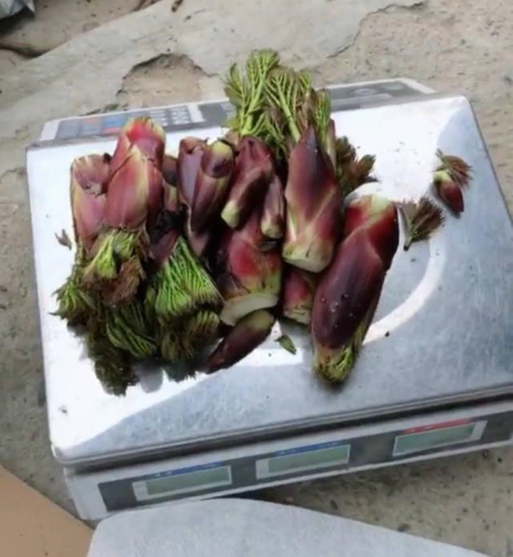 Rau dại mọc từ cây đầy gai nhọn, giá 30 triệu/kg vẫn tấp nập người mua- Ảnh 4. Rau dại mọc từ cây đầy gai nhọn, giá 30 triệu/kg vẫn tấp nập người mua- Ảnh 4.