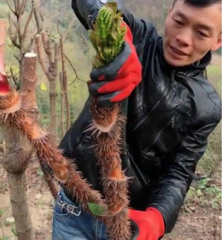 Ẩn mình trong rừng núi miền Bắc, một loại rau dại đang "làm mưa làm gió" bởi vị ngon và dinh dưỡng vượt trội- Ảnh 2.