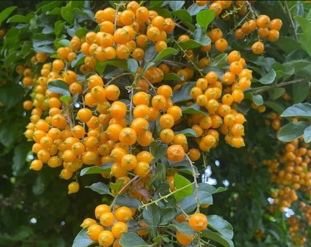 Cây dại mọc bờ rào xưa không ai ngó, nay lên thành phố tha hồ "hốt bạc"- Ảnh 2. Cây dại mọc bờ rào xưa không ai ngó, nay lên thành phố tha hồ "hốt bạc"- Ảnh 2.