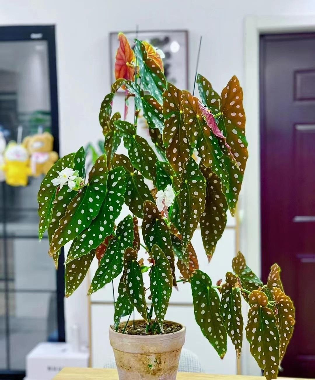 Cây cảnh "nữ hoàng chấm bi", quý tộc, xinh đẹp, sống động như có đàn cá hồi bơi trong nhà- Ảnh 1.