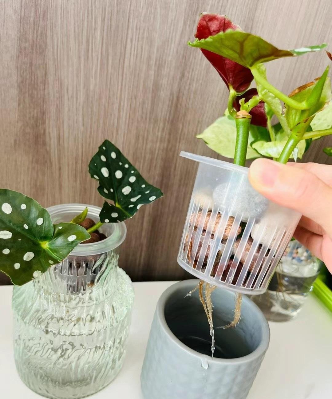 Cây cảnh "nữ hoàng chấm bi", quý tộc, xinh đẹp, sống động như có đàn cá hồi bơi trong nhà- Ảnh 11.