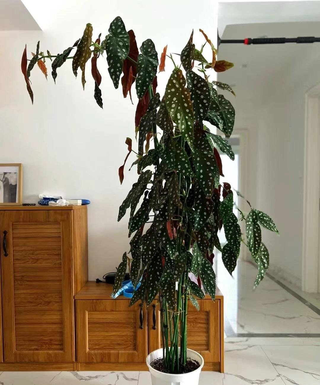 Cây cảnh "nữ hoàng chấm bi", quý tộc, xinh đẹp, sống động như có đàn cá hồi bơi trong nhà- Ảnh 9.