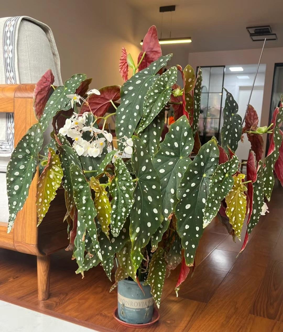 Cây cảnh "nữ hoàng chấm bi", quý tộc, xinh đẹp, sống động như có đàn cá hồi bơi trong nhà- Ảnh 6.