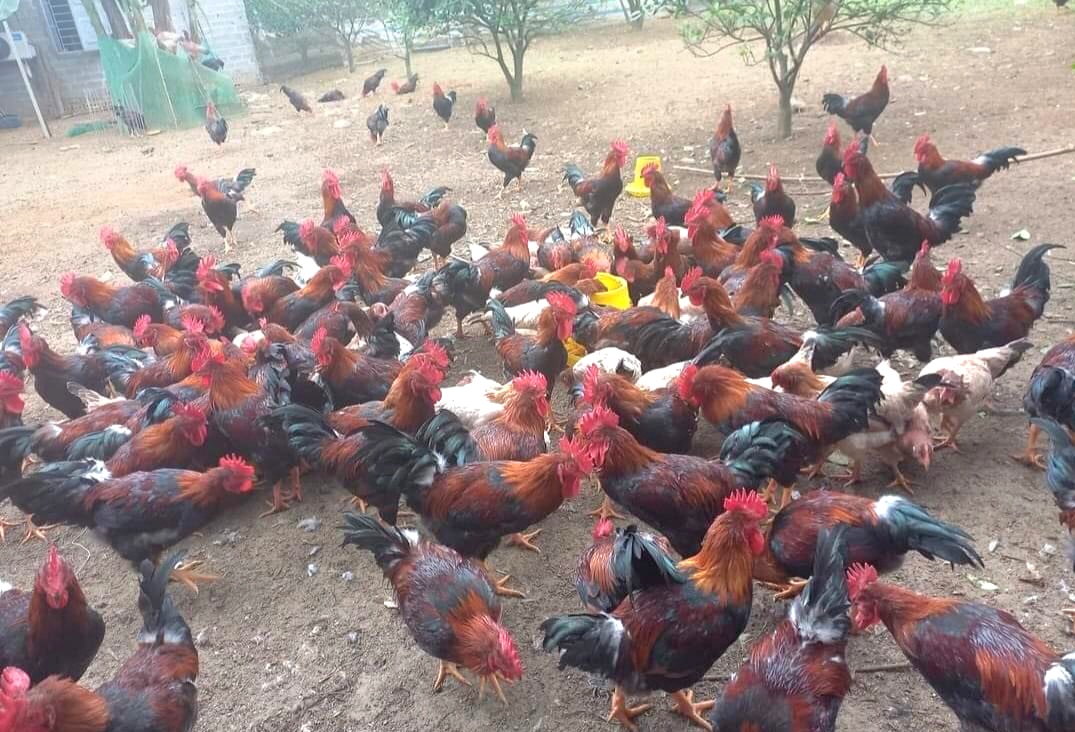 Trung ương Hội Nông dân Việt Nam kiểm tra, giám sát xây dựng nông thôn mới tại Ninh Bình- Ảnh 6.