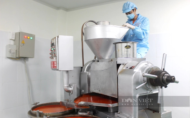 Nhiều chính sách hỗ trợ phát triển nông nghiệp đô thị của TP.HCM chỉ tập trung vào khâu sản xuất, , chưa chú ý nhiều đến khâu chế biến. Chế biến nông sản xuất khẩu tại một doanh nghiệp ở huyện Củ Chi. Ảnh: Mạnh Hùng
