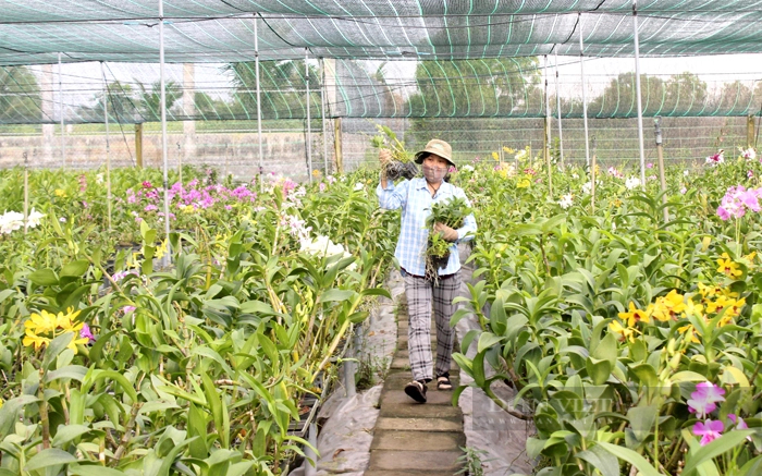 Nhiều khó khăn chậm được tháo gỡ như pháp lý xây dựng các công trình phụ trợ trên đất nông nghiệp đã ảnh hưởng đến thu hút đầu tư và thúc đẩy chuyển đổi cơ cấu sản xuất. Một nhà vườn trồng hoa lan ở huyện Bình Chánh. Ảnh: Mạnh Hùng