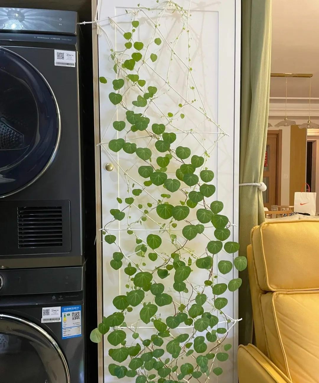 "Lên đời" phòng khách với cây cảnh cao cấp, sang chảnh, cải thiện phong thủy, mang lại niềm vui- Ảnh 5.