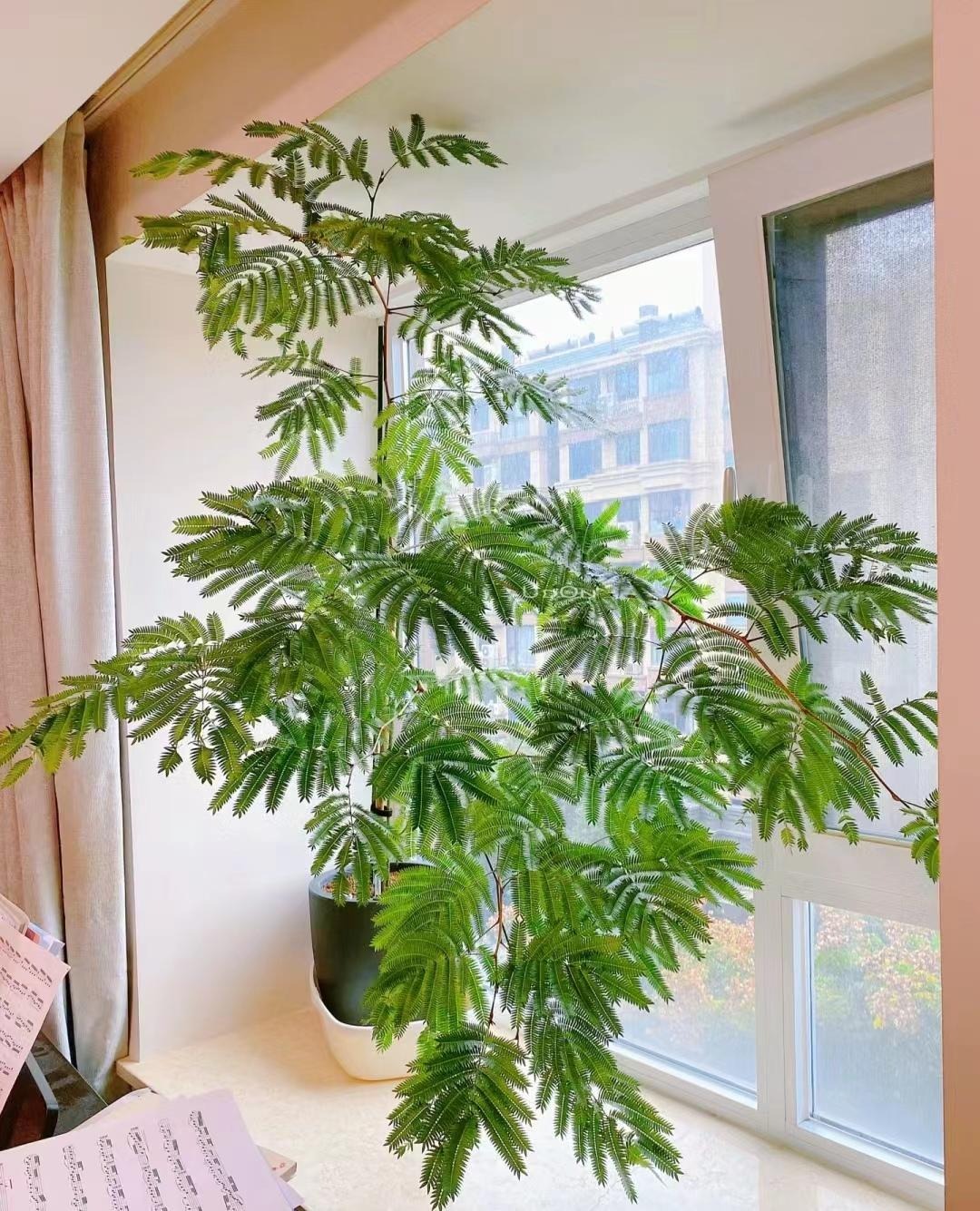 "Lên đời" phòng khách với cây cảnh cao cấp, sang chảnh, cải thiện phong thủy, mang lại niềm vui- Ảnh 7.