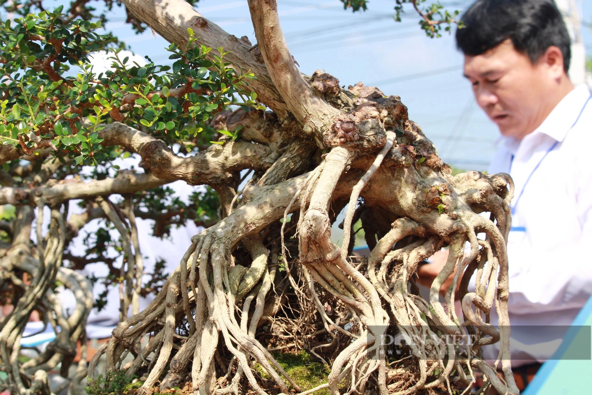 Hàng chục cây cảnh bonsai dáng độc, thế lạ so tài ở Khánh Hòa, dân đi xem trầm trồ- Ảnh 1.