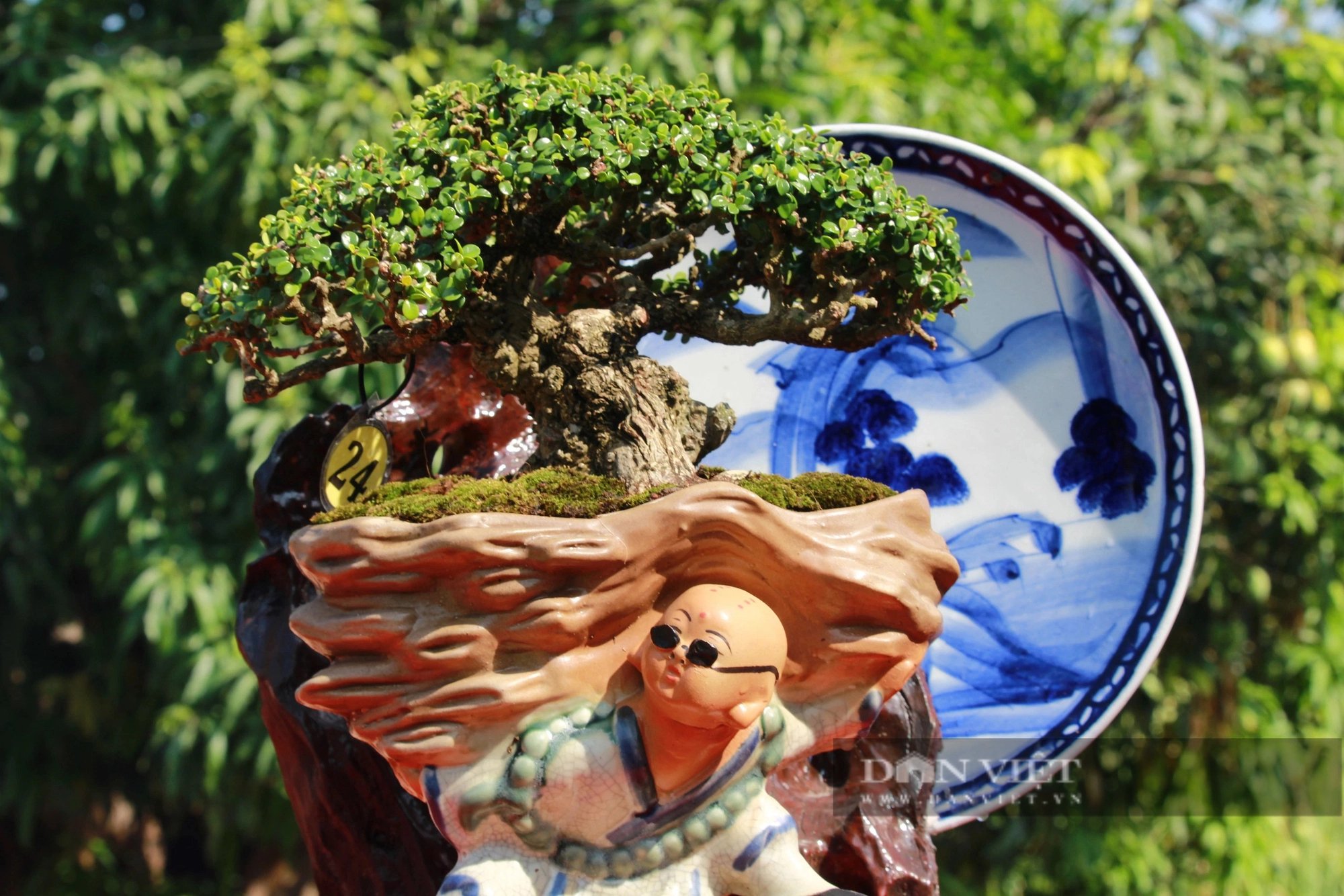 Hàng chục cây cảnh bonsai dáng độc, thế lạ so tài ở Khánh Hòa, dân đi xem trầm trồ- Ảnh 6.