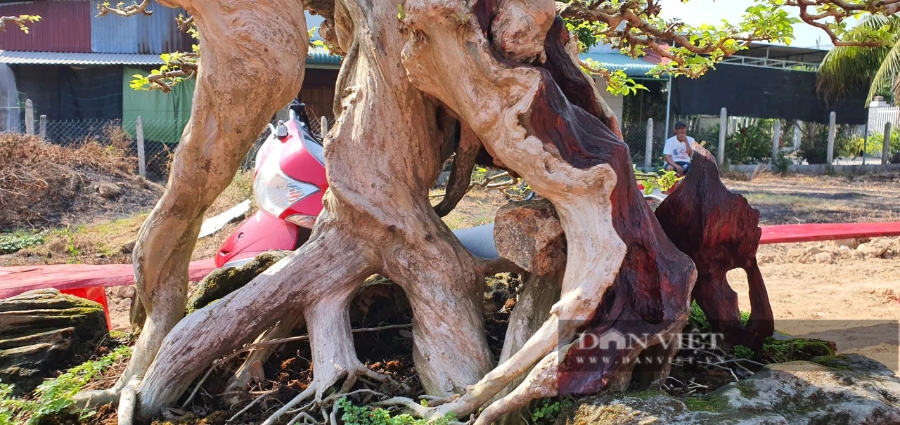 Hàng chục cây cảnh bonsai dáng độc, thế lạ so tài ở Khánh Hòa, dân đi xem trầm trồ- Ảnh 9.