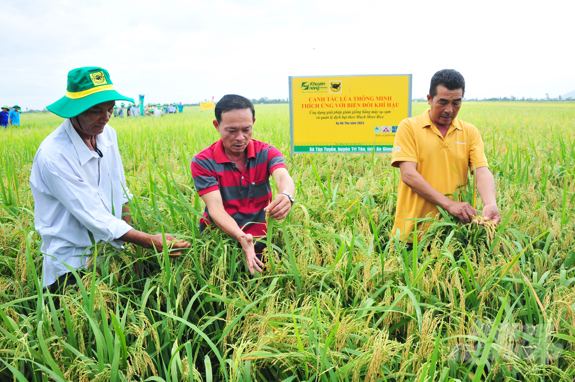 Giá lúa gạo, cà phê lên hương, nông dân và doanh nghiệp phân bón cùng lãi lớn- Ảnh 2.