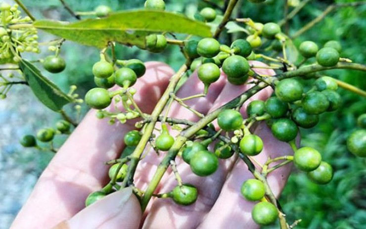 Loại quả "quê mùa" trước không ai ngó nay vào rừng hái về sang tay 300.000 đồng/kg- Ảnh 4. Loại quả "quê mùa" trước không ai ngó nay vào rừng hái về sang tay 300.000 đồng/kg- Ảnh 4.
